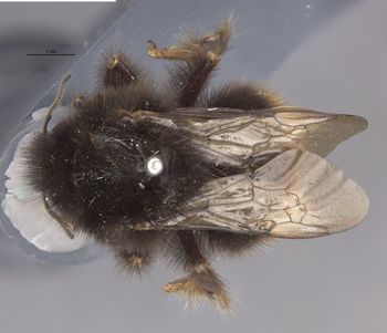 Media type: image;   Entomology 8985 Aspect: habitus dorsal view